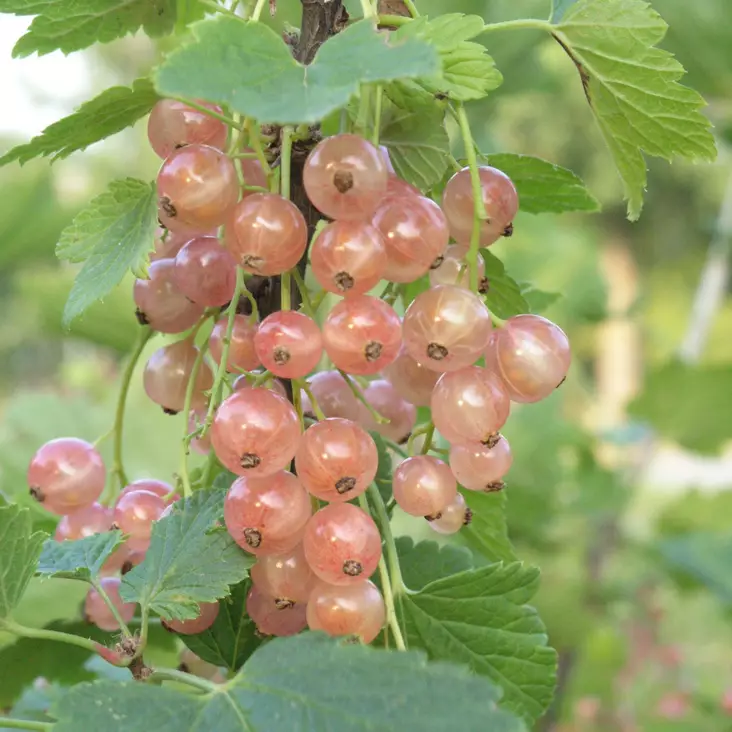 Punaherukka Aili - Herukat ja karviaiset - 2038 - 1