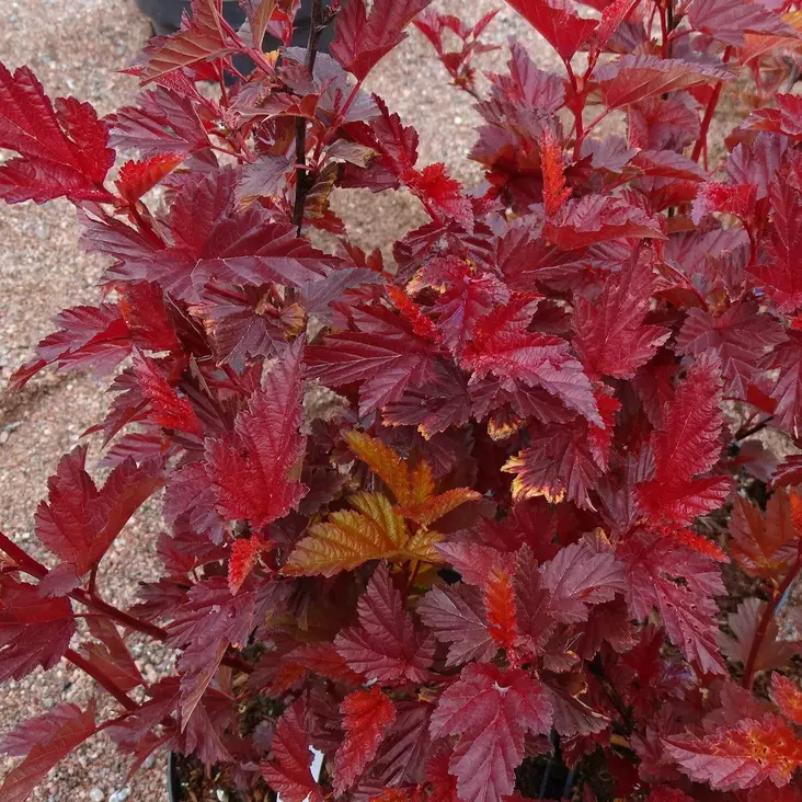 Purppuraheisiangervo Little Angel - Koristepensaat - 46068 - 1