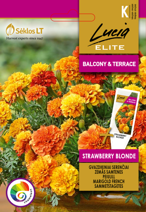 RYHMÄSAMETTIKUKKA ELITE Strawberry Blond - Kukkien ja koristeheinien siemenet - 4770168265448 - 0