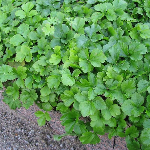 Rönsyansikka - Perennat - 7598 - 1