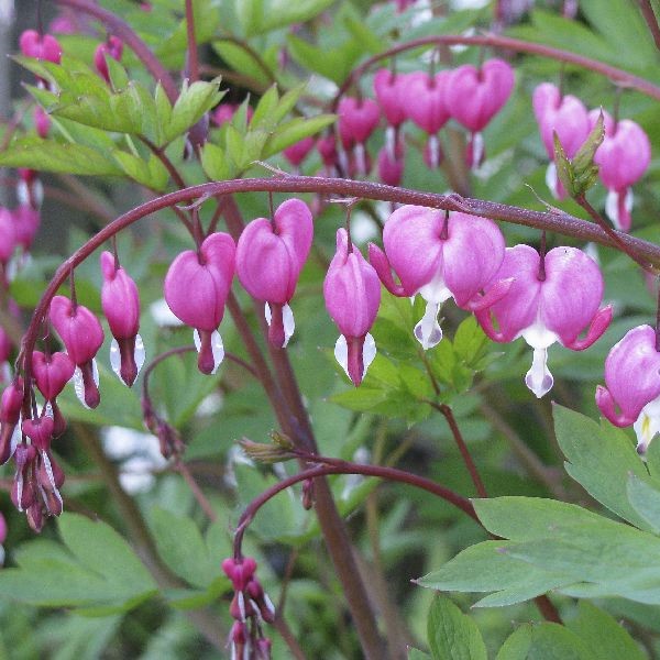 Särkynytsydän - Perennat - 7168 - 1