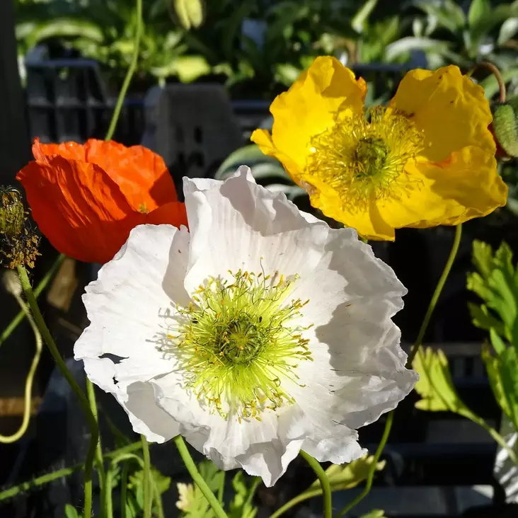 Siperianunikko - Perennat - 7398 - 1