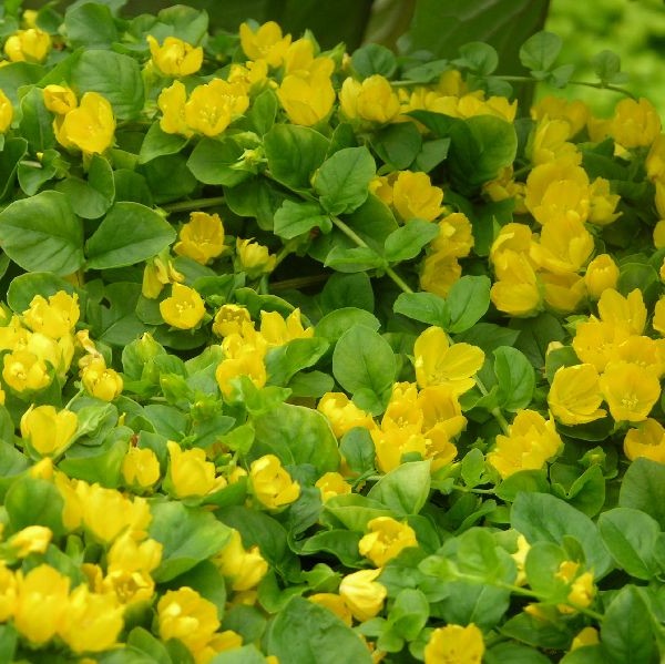 Suikeroalpi - Perennat - 7348 - 1