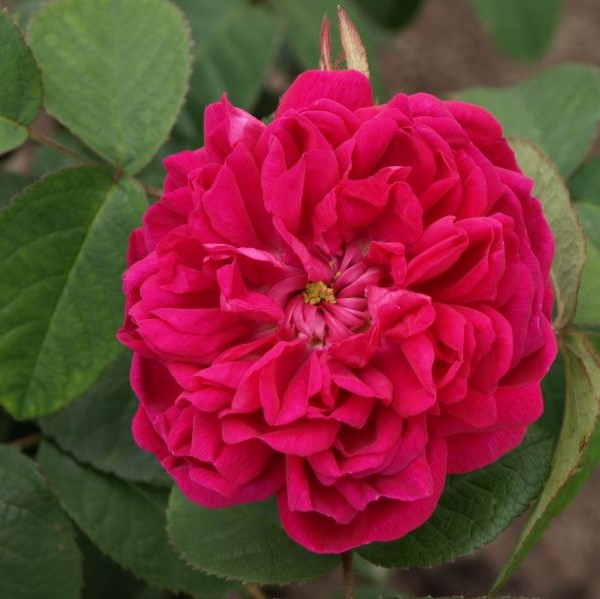 Syysdamaskonruusu Rose de Rescht - Puistoruusut - 2448 - 1