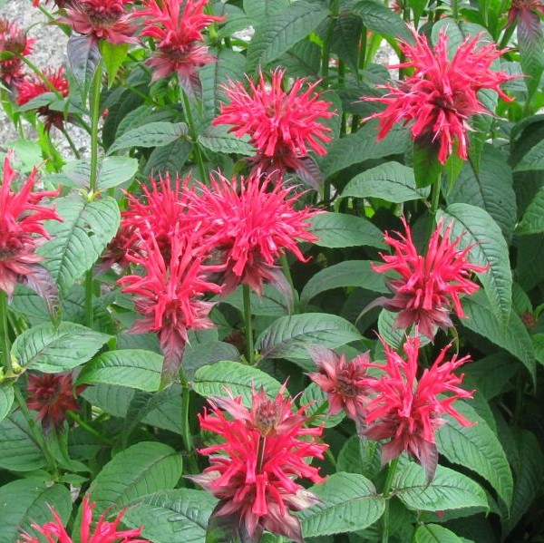 Tarhaväriminttu Cambridge Scarlet - Perennat - 73708 - 1