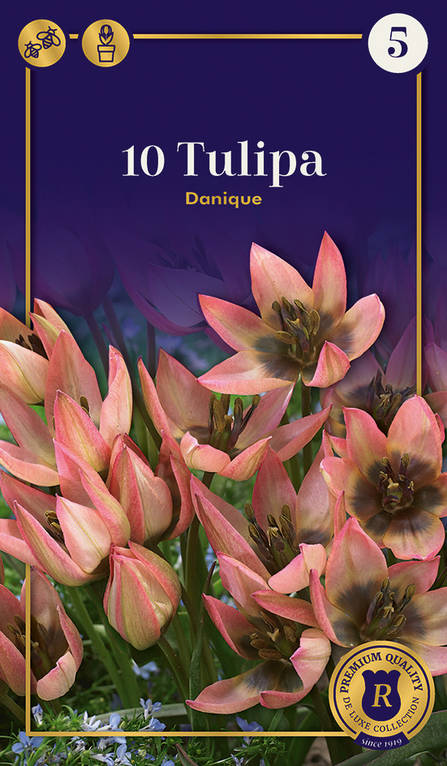 Tulppaani Danique 10 kpl/pkt - Tulppaanit - 8711148247388 - 1