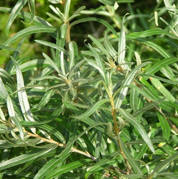 Tyrni Tarmo pölyttäjä - Tyrnit - 45678 - 1