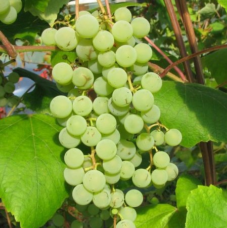 Viiniköynnös Supaga - Viiniköynnökset - 2288 - 1