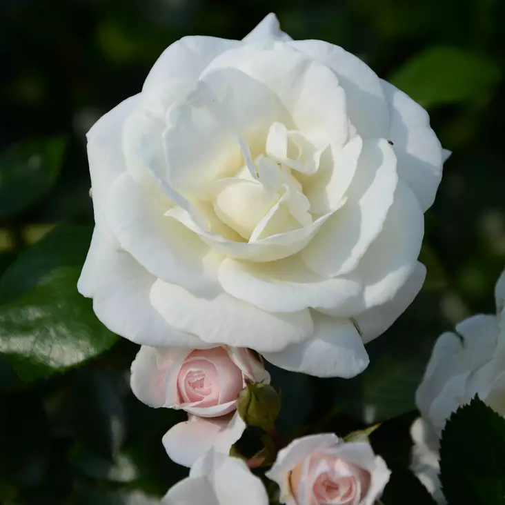 Köynnösruusu White New Dawn - Köynnösruusut - 30738 - 1