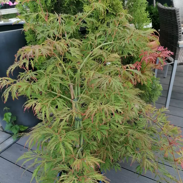 Koreanvaahtera Ice Dragon (Jack Frost) - Koristepensaat - 43038 - 1