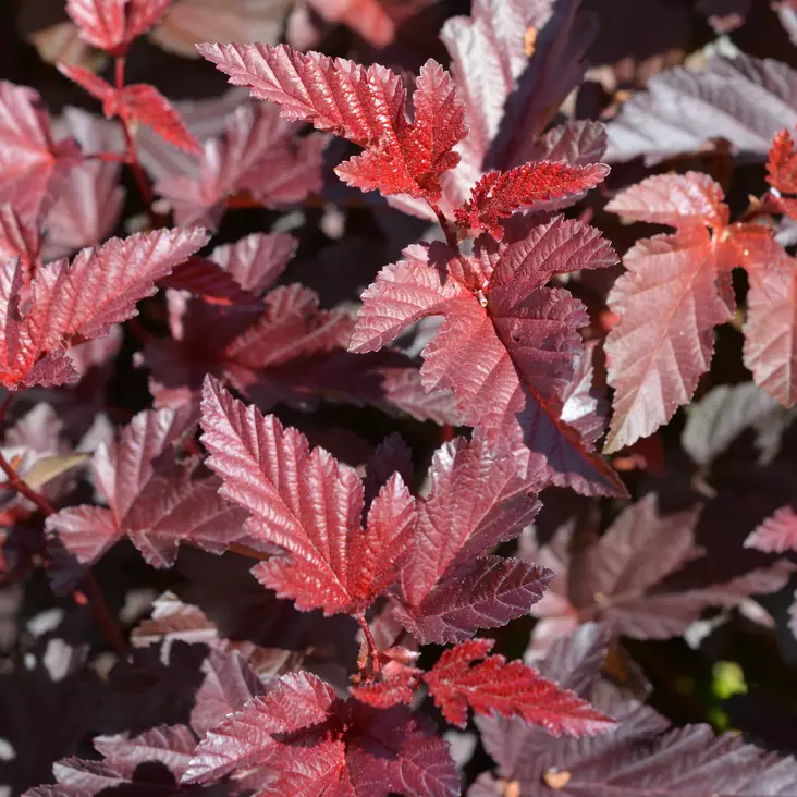 Purppuraheisiangervo Lady in Red - Koristepensaat - 46078 - 1