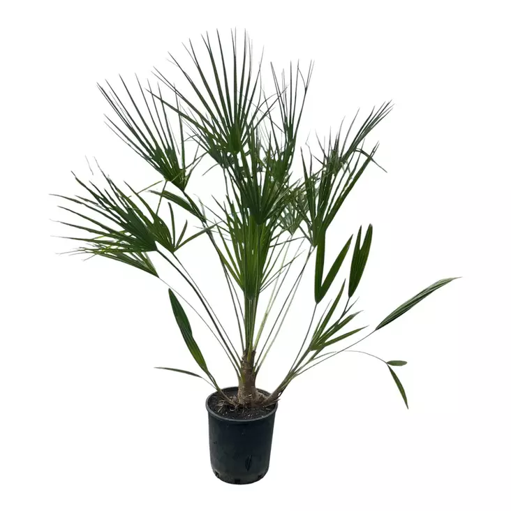 Kääpiöpalmu ø22 cm - Kesä- ja kausikukat - 4738473122528 - 1