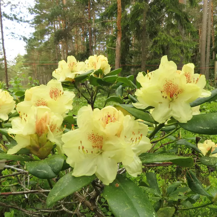 Alppiruusu Kristian's Sunshine - Alppiruusut ja atsaleat - 35398 - 1