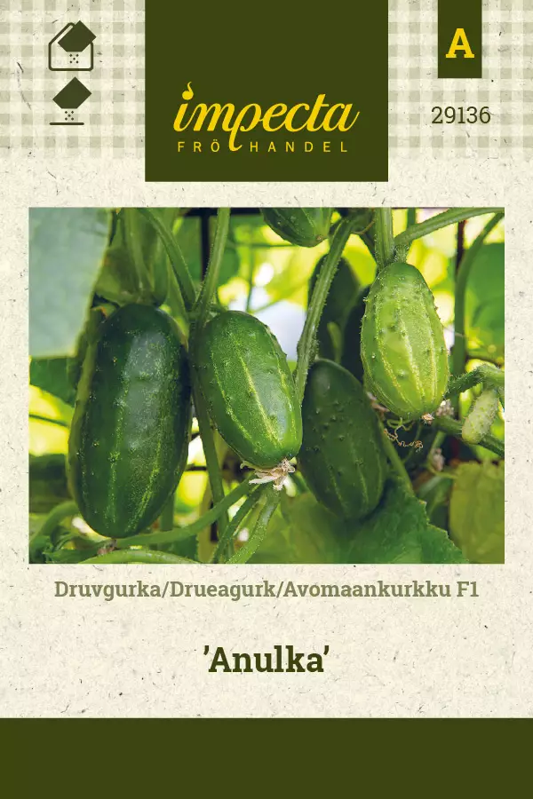 Avomaankurkku F1 Anulka - Vihannesten ja yrttien siemenet - 7332756291368 - 0