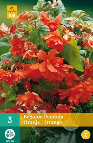 Begonia Pendula Orange 3 kpl/pkt - Muut kukkasipulit - 8712438620348 - 0
