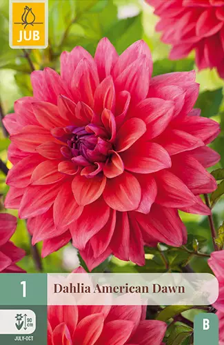 Daalia American Dawn 1 kpl/pkt - Daaliat - 8712438977718 - 1