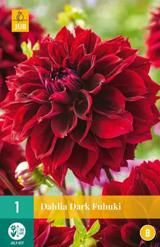 Daalia Dark Fubuki 1 kpl/pkt - Daaliat - 8712438984488 - 3