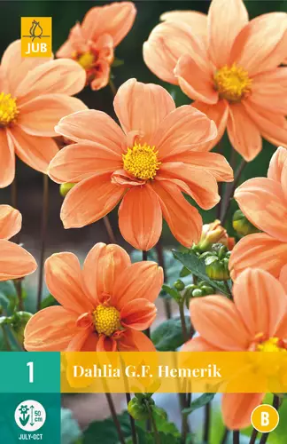 Daalia G.F. Hemerik 1 kpl/pkt - Daaliat - 8712438990588 - 3