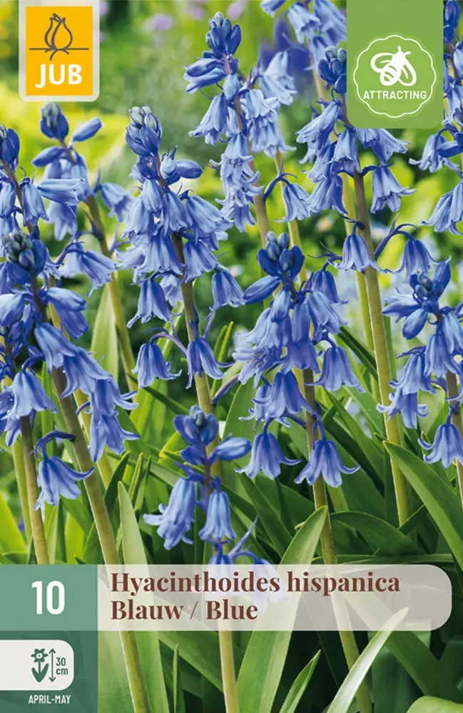 Espanjansinililja Blue 10 kpl/pkt - Liljat - 8712438519758 - 1