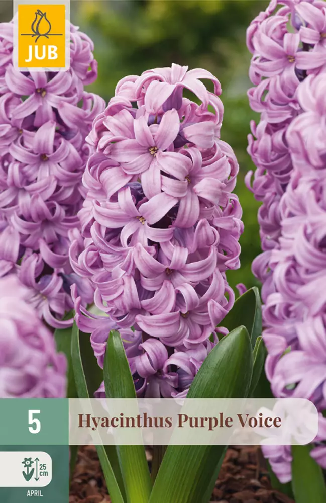 Hyasintti Purple Voice 5 kpl/pkt - Muut kukkasipulit - 8712438997778 - 1