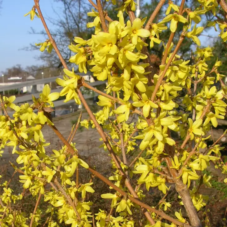 Jalo-onnenpensas Northern Gold - Koristepensaat - 45608 - 1
