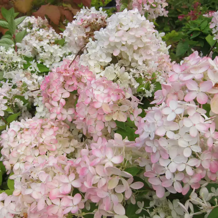 Japaninhortensia Bombshell - Koristepensaat - 45698 - 1