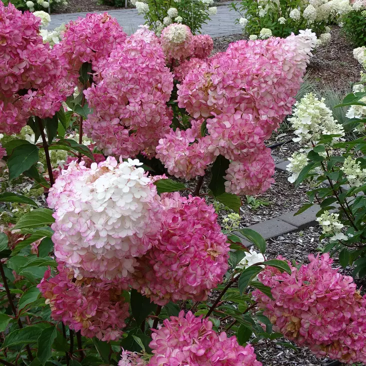 Japaninhortensia Vanilla Fraise - Koristepensaat - 45938 - 1