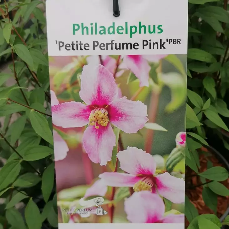 Jasmike Petite Perfume Pink - Koristepensaat - 46128 - 1