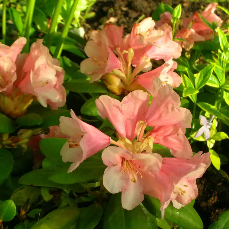 Kääpiöalppiruusu Vieno - Alppiruusut ja atsaleat - 35378 - 1