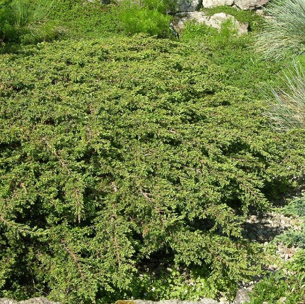 Kääpiökataja Repanda C3 20-30 - Havupuut - 6058 - 1