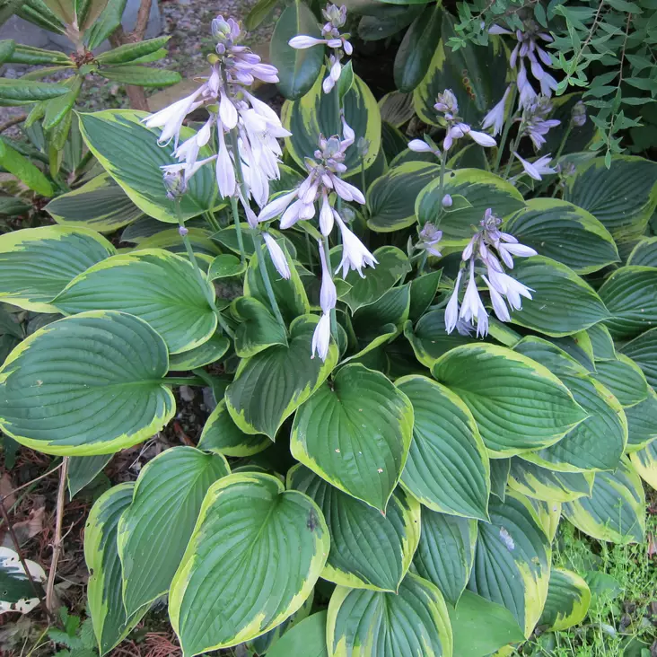 Keltareunakuunlilja Aureomarginata C2 - Perennat - 72728 - 1