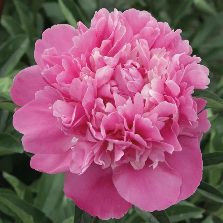 Kiinanpioni Edulis Superba - Perennat - 73938 - 1