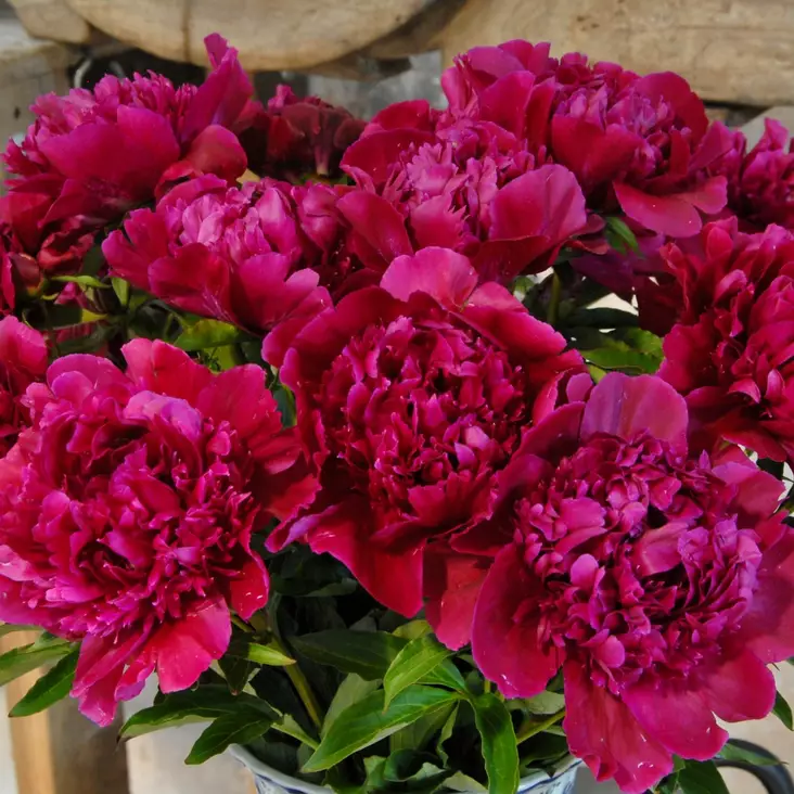 Kiinanpioni Inspecteur Lavergne - Perennat - 73908 - 1