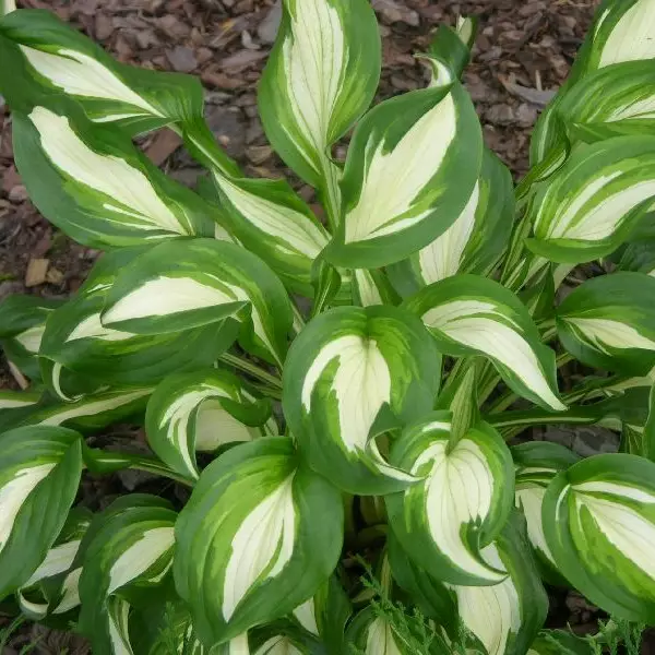 Kirjokuunlilja Mediovariegata - Perennat - 72688 - 1