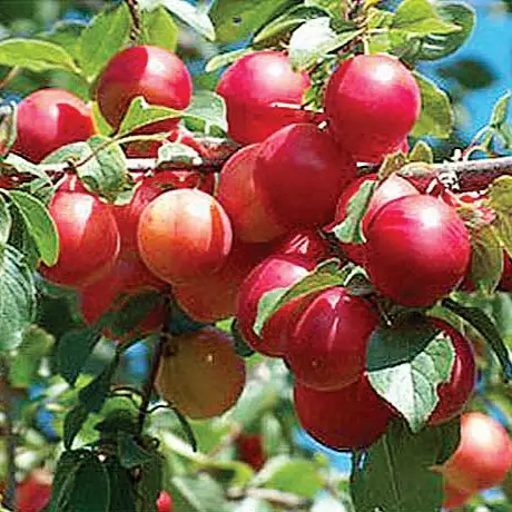 Kirsikkaluumu Inese - Luumupuut - 14318 - 1