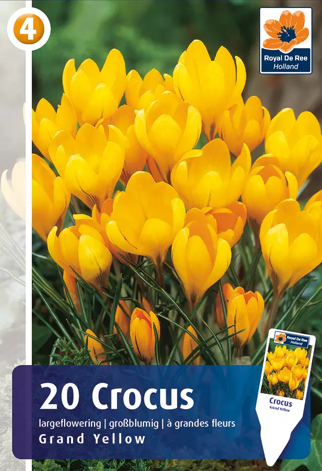 Krookus Grand Yellow 20 kpl/pkt - Sahramit eli krookukset - 8711148314738 - 1