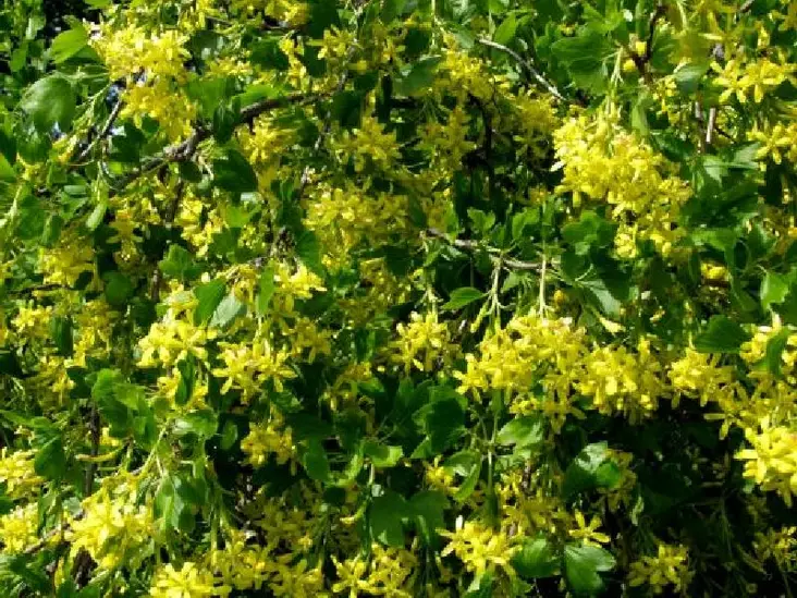 Kultaherukka - Koristepensaat - 4638 - 1