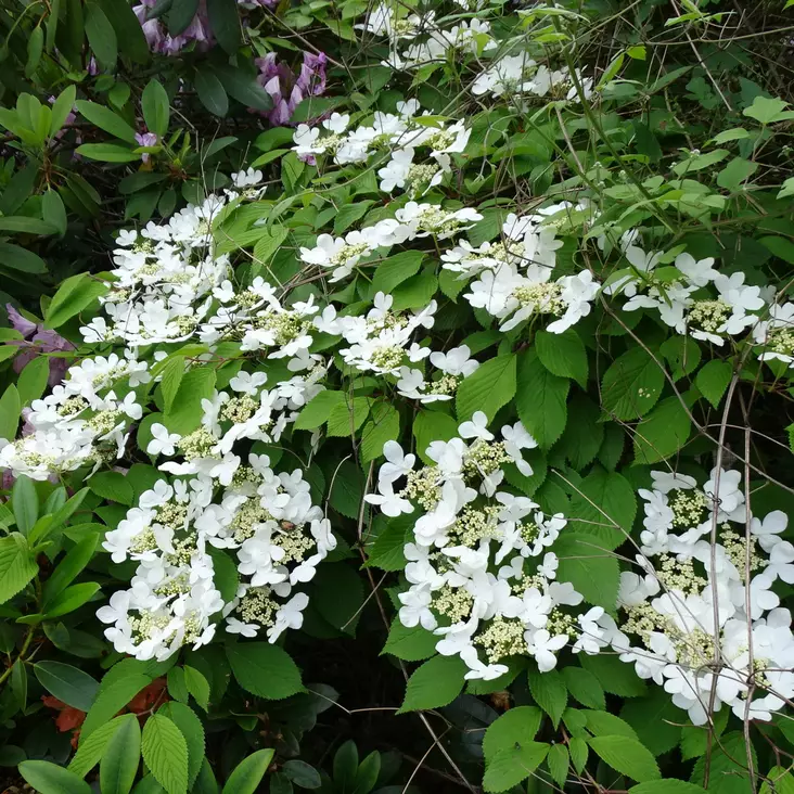 Laskosheisi Cascade - Koristepensaat - 47218 - 1