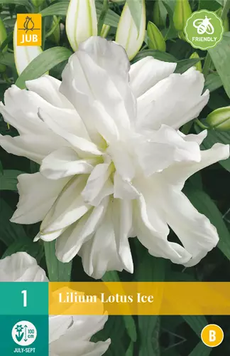Lilja Lotus Ice 1 kpl/pkt - Liljat - 8712438991738 - 0