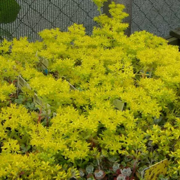 Lusikkamaksaruoho - Perennat - 7528 - 1