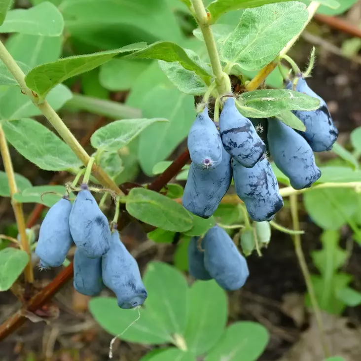 Makeasinikuusama Lebeduska - Erikoismarjat ja hyötykasvit - 46658 - 1