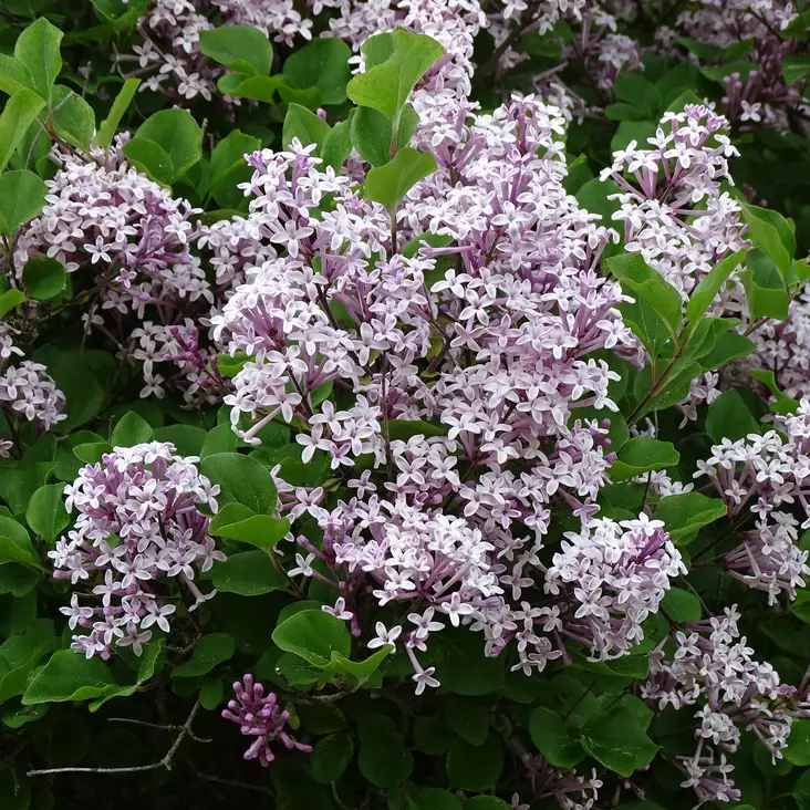 Pallopikkusyreeni Palibin C3 - Koristepensaat - 47308 - 1