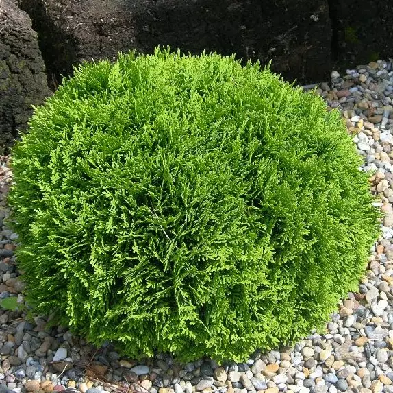 Pallotuija Danica C5 - Havupuut - 6248 - 1