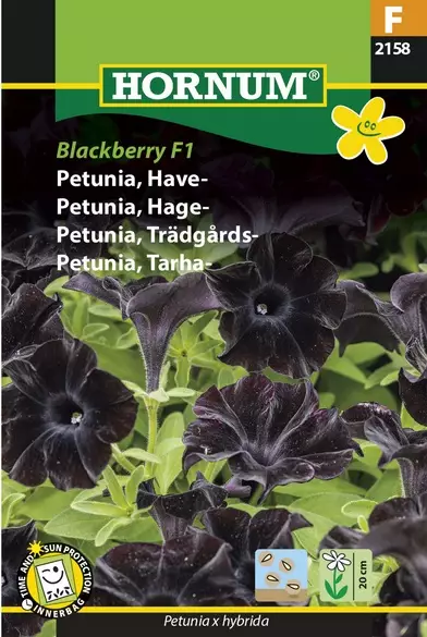 Petunia, Tarha- Black Berry - Kukkien ja koristeheinien siemenet - 5708787021588 - 1