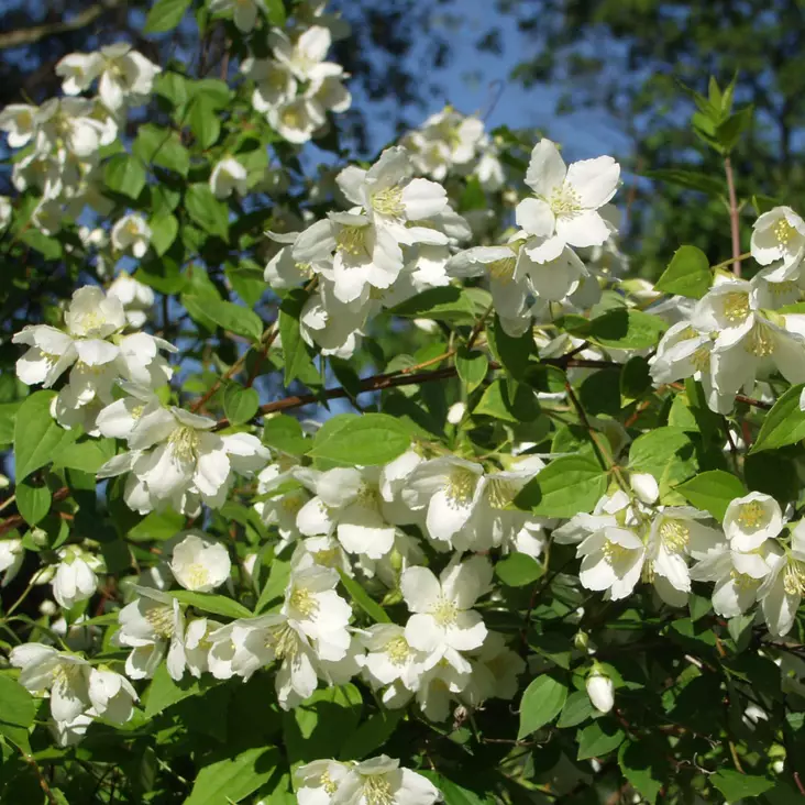 Pikkujasmike - Koristepensaat - 4608 - 1