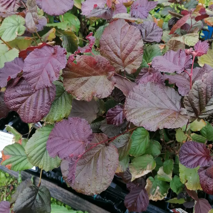 Punapähkinäpensas Red Zellernoot - Erikoismarjat ja hyötykasvit - 45408 - 1