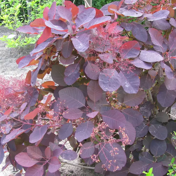 Punaperuukkipensas Royal Purple - Koristepensaat - 45448 - 1