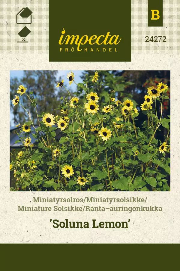 Ranta-auringonkukka Soluna Lemon - Kukkien ja koristeheinien siemenet - 7332756242728 - 0