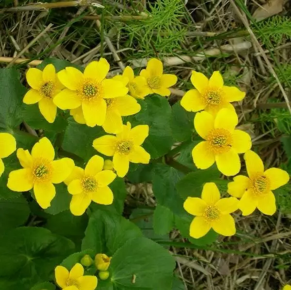 Rentukka - Vesikasvit - 7108 - 1