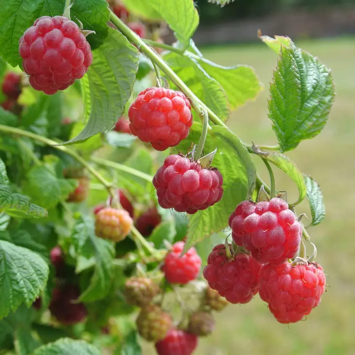 Ruukkuvadelma Patio Early - Vadelmat - 21568 - 1